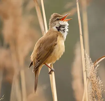 Observation d'oiseaux