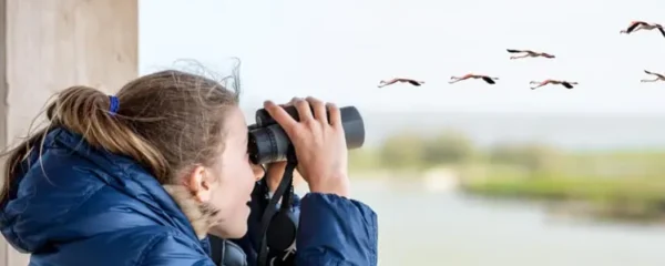 conseils pour une observation des oiseaux en harmonie avec la nature