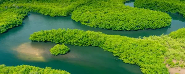 La forêt amazonienne